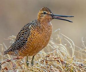 Цууцил (Хараалжин цууцил)